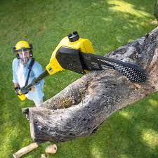 Best Commercial Tree Services  in Star Valley, AZ