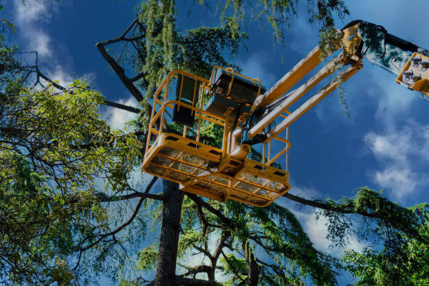 Best Arborist Consultation Services  in Star Valley, AZ