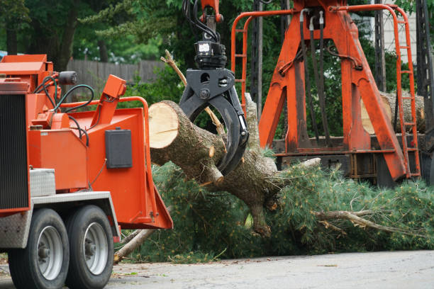 Professional Tree Removal in Star Valley, AZ