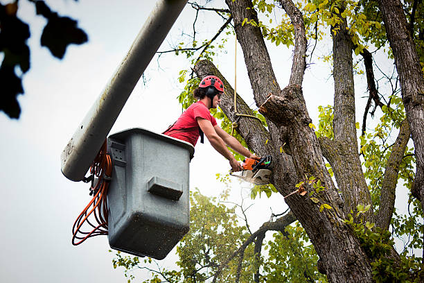 Best Storm Damage Tree Cleanup  in Star Valley, AZ