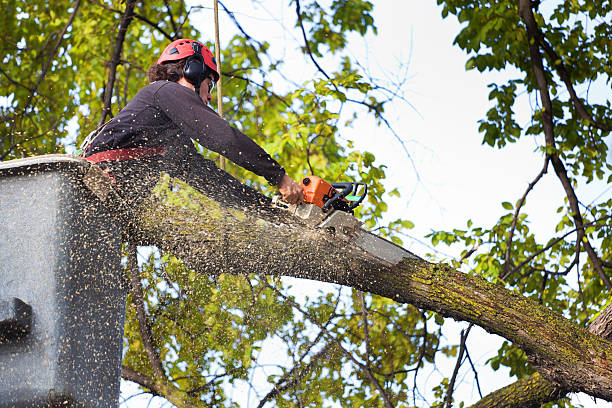 Best Tree Mulching  in Star Valley, AZ